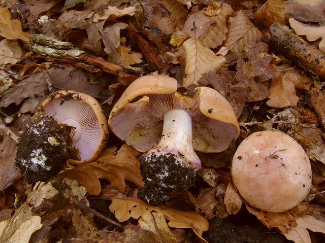 Cortinarius Dibaphus Nevorosus